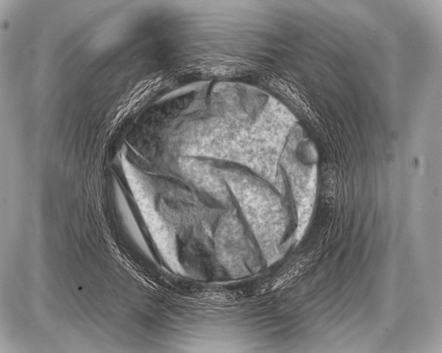 X0000087400738200705111825