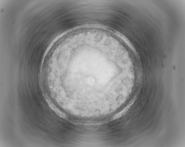 X0000087400832200705111823