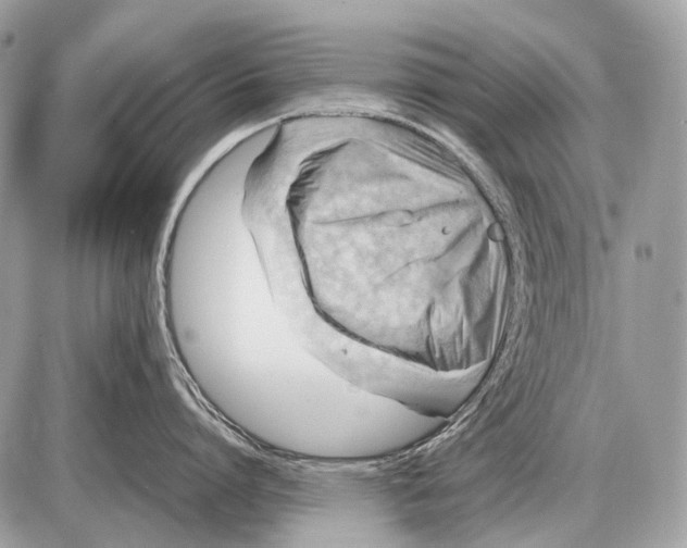 X0000087400864200705111824