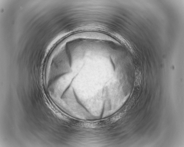 X0000087401086200705111820