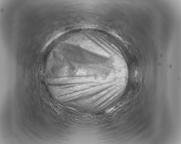 X0000087401255200705111817