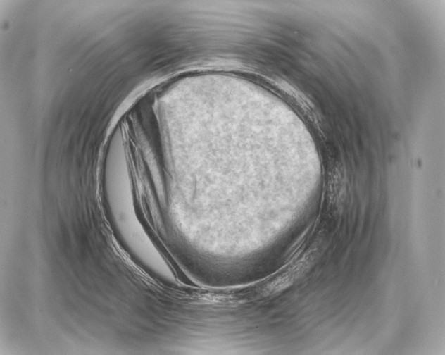 X0000087401374200705111815