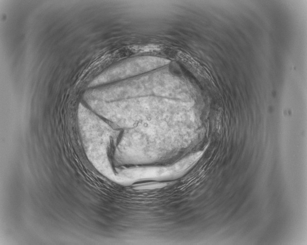 X0000087401393200705111814