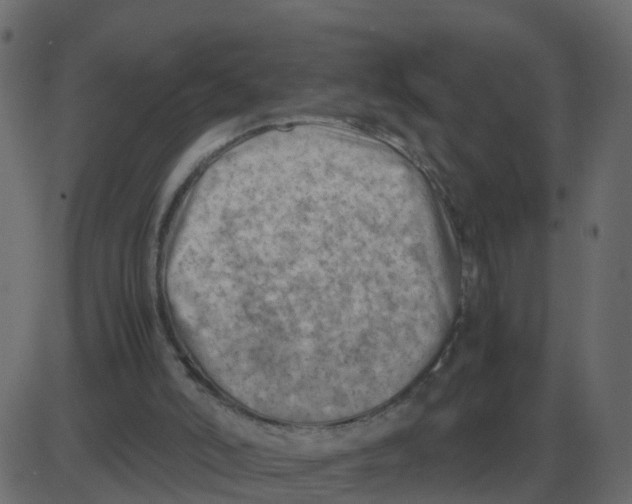 X0000087400006200705181344