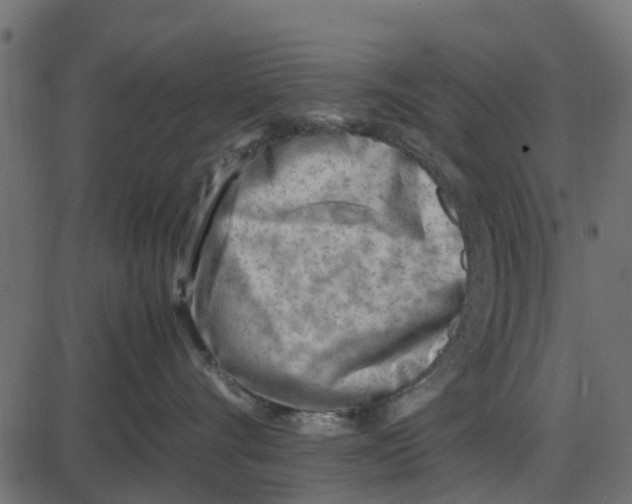 X0000087400528200705181335