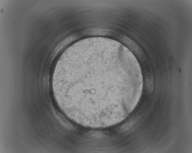 X0000087400534200705181335