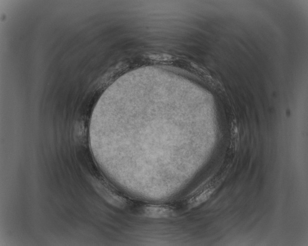 X0000087400614200705181334