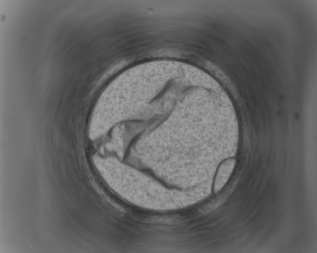 X0000087400625200705181333