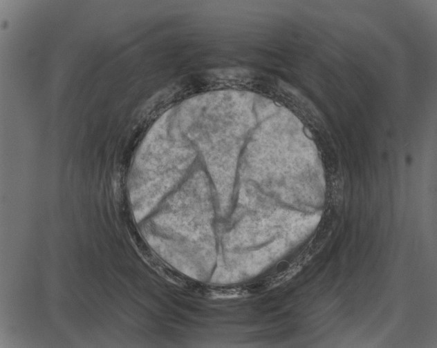 X0000087400757200705181332