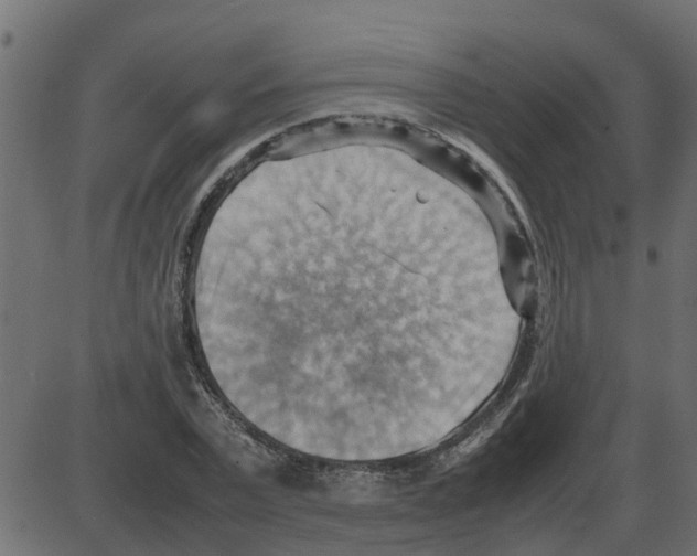 X0000087400783200705181331