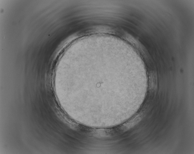 X0000087400828200705181330