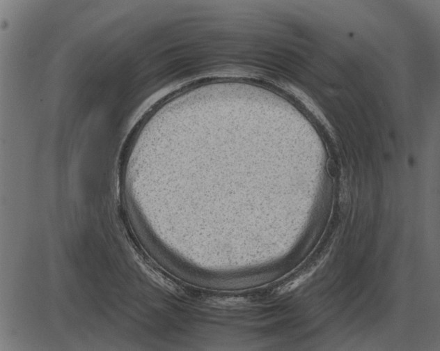 X0000087400837200705181330