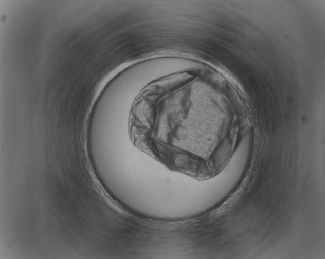 X0000087400854200705181330