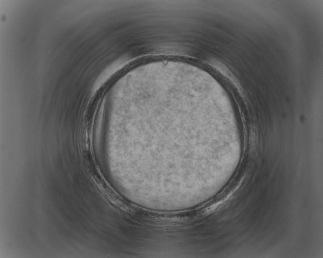 X0000087400925200705181328