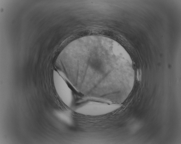 X0000087401155200705181325