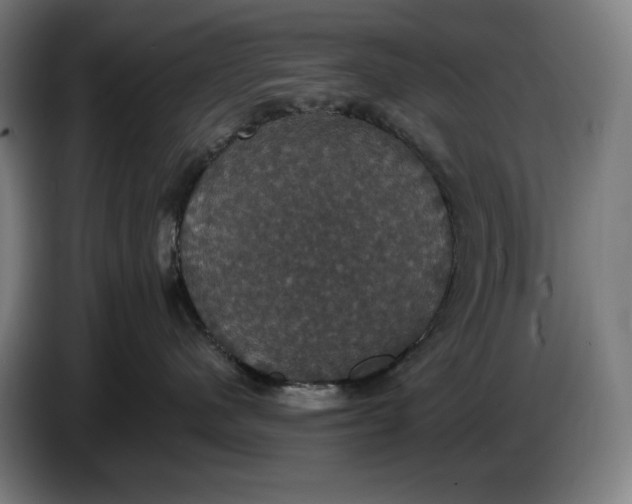 X0000087410480200705041251