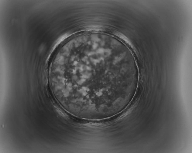 X0000087411075200705041243