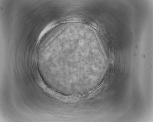 X0000087410004200705111903