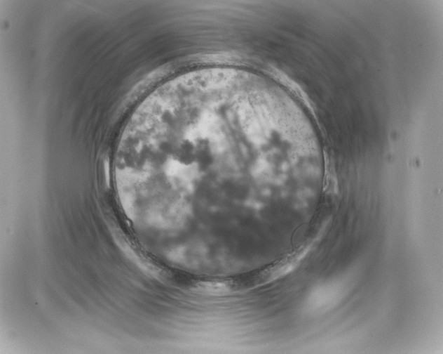 X0000087410061200705111901