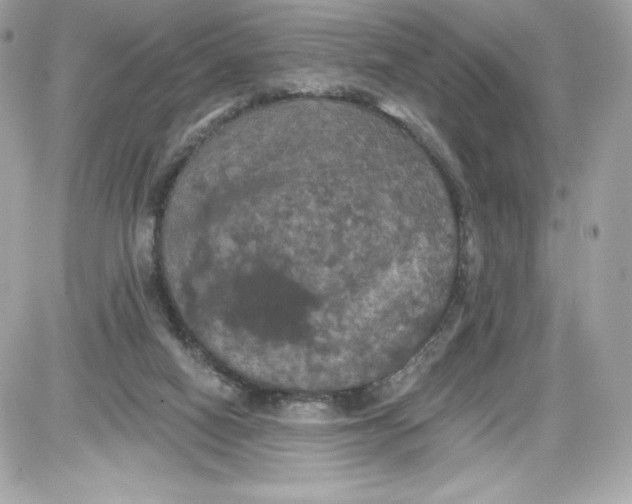 X0000087410066200705111901