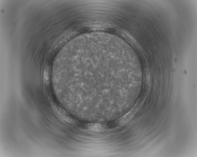 X0000087410074200705111902