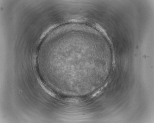 X0000087410106200705111901