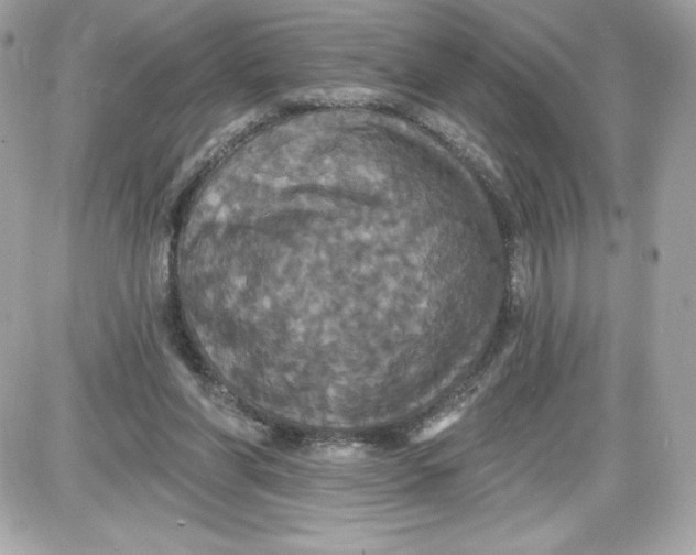 X0000087410206200705111859