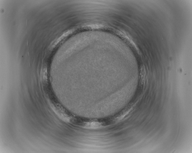 X0000087410212200705111859