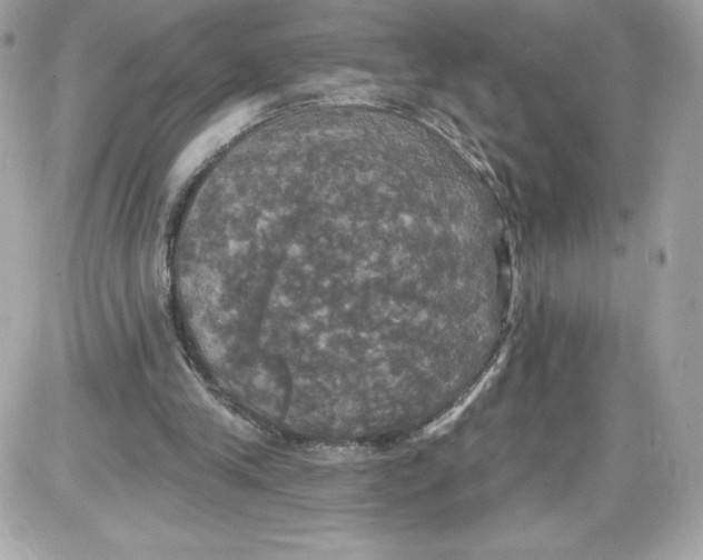 X0000087410245200705111858