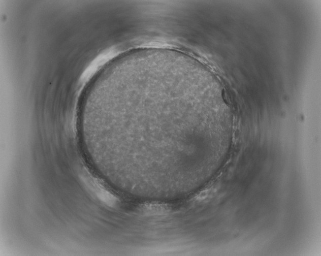 X0000087410296200705111858