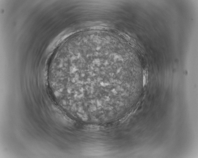 X0000087410339200705111857