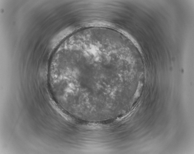 X0000087410437200705111855