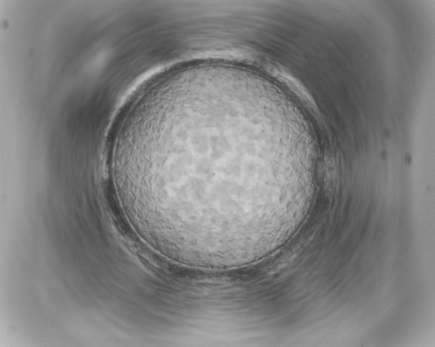 X0000087410628200705111852