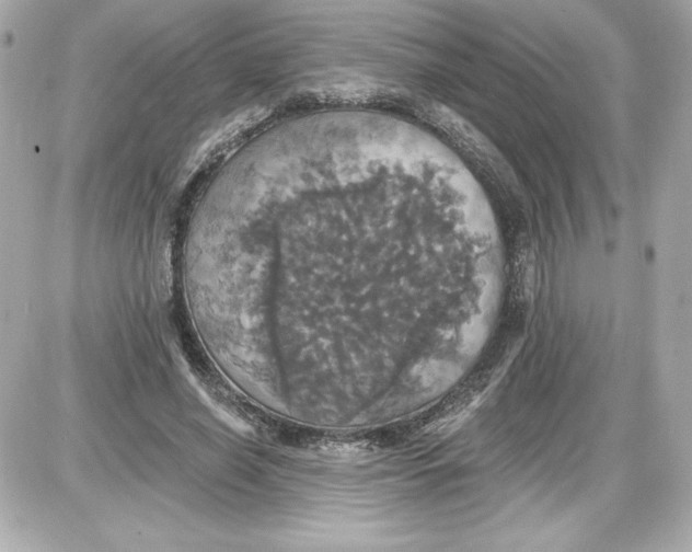 X0000087410638200705111852