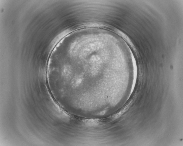 X0000087410810200705111850