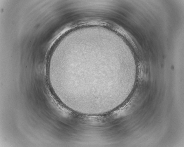 X0000087410828200705111849