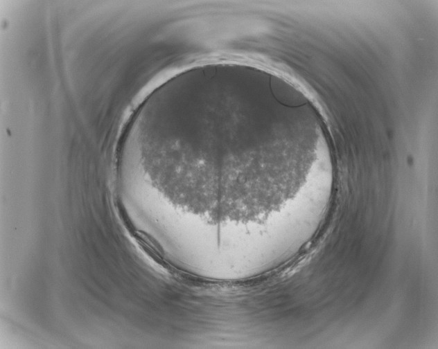 X0000087411525200705111838