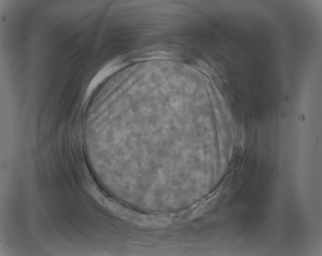 X0000087410004200705181409