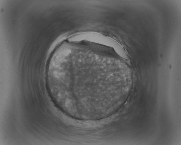 X0000087410006200705181409