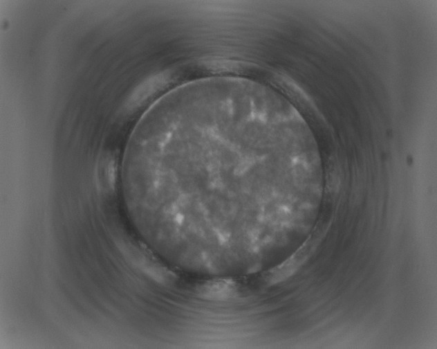 X0000087410124200705181407