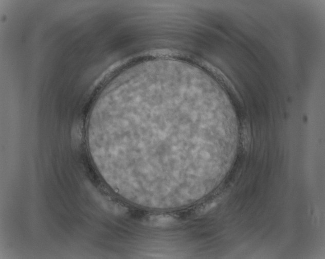 X0000087410208200705181406