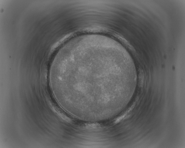 X0000087410446200705181401