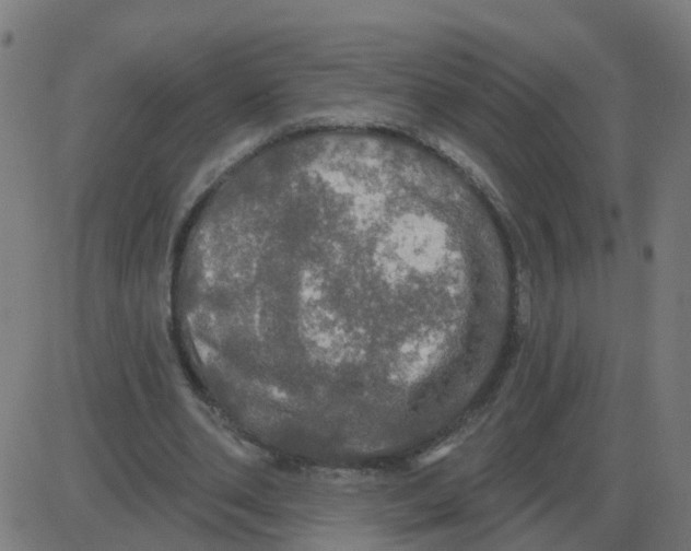 X0000087410486200705181401