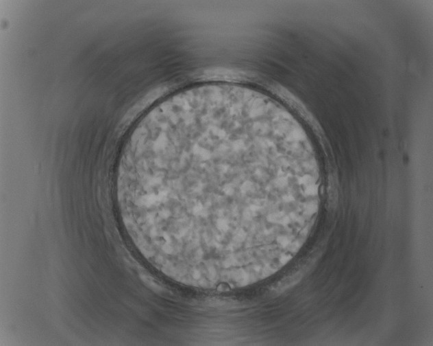 X0000087410529200705181400