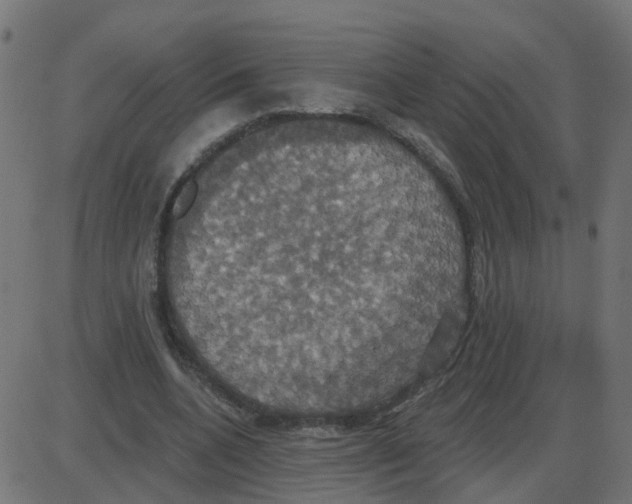 X0000087410536200705181400