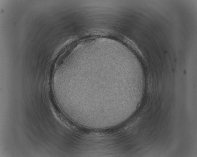 X0000087410538200705181400