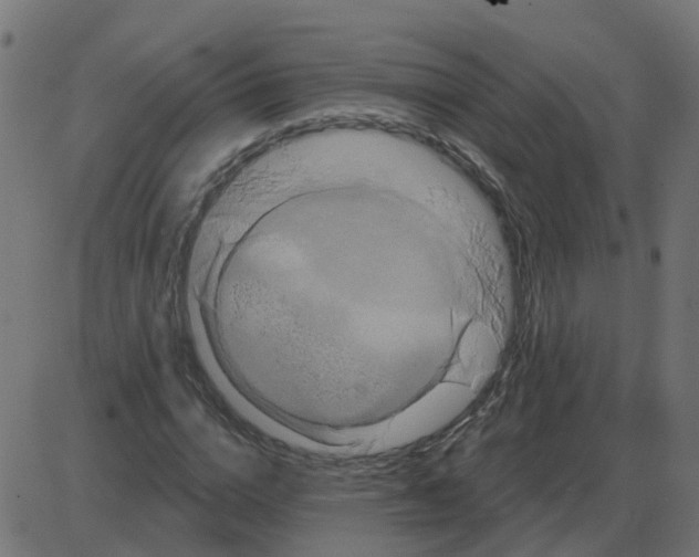 X0000087410824200705181355