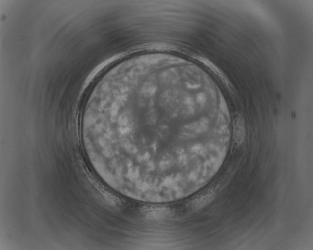 X0000087410886200705181355