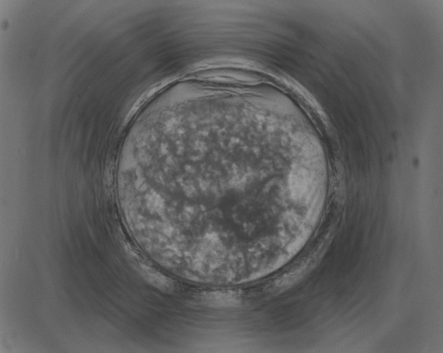 X0000087410937200705181354