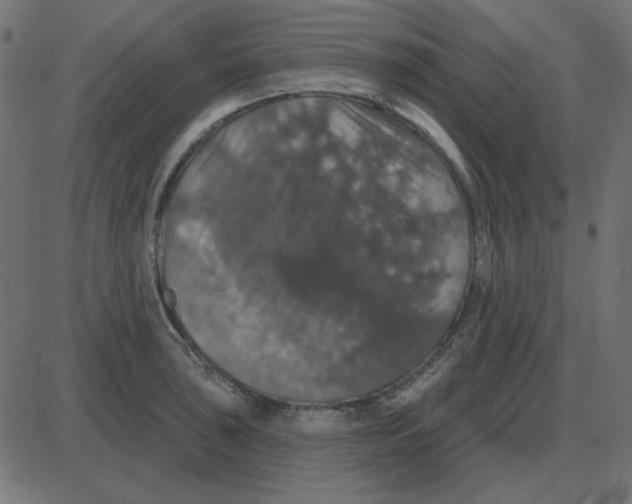 X0000087411043200705181352